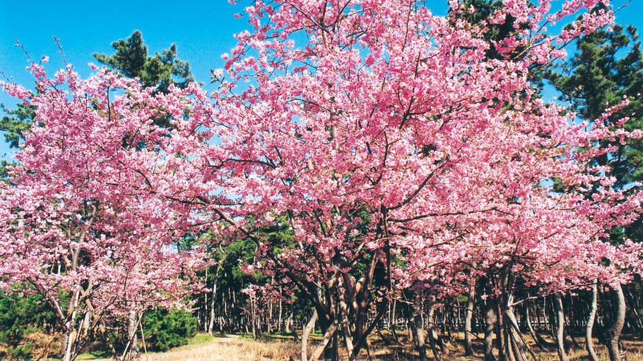 河津桜