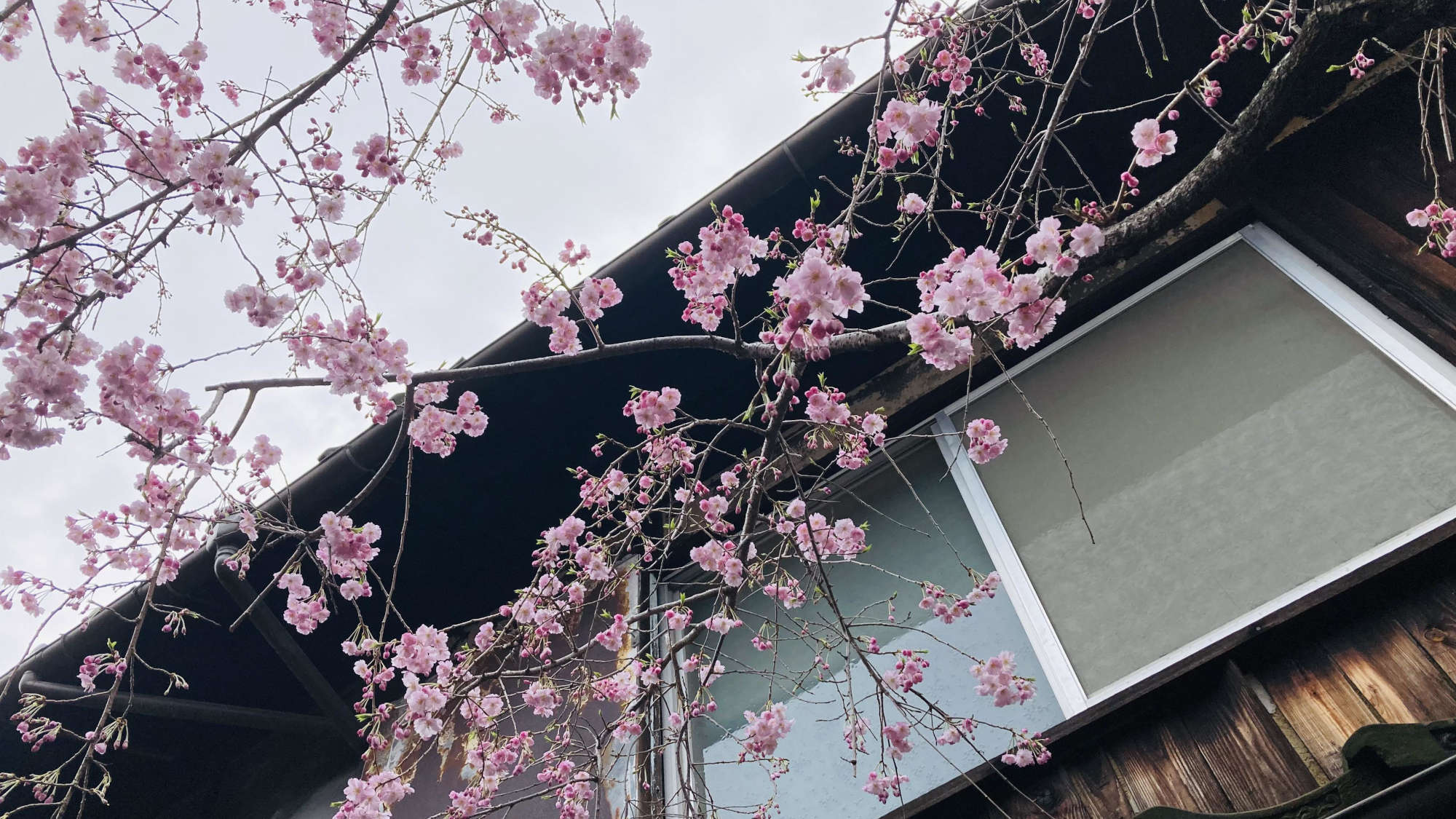 ・【外観】春は桜と京都ならではの風景に癒されることでしょう
