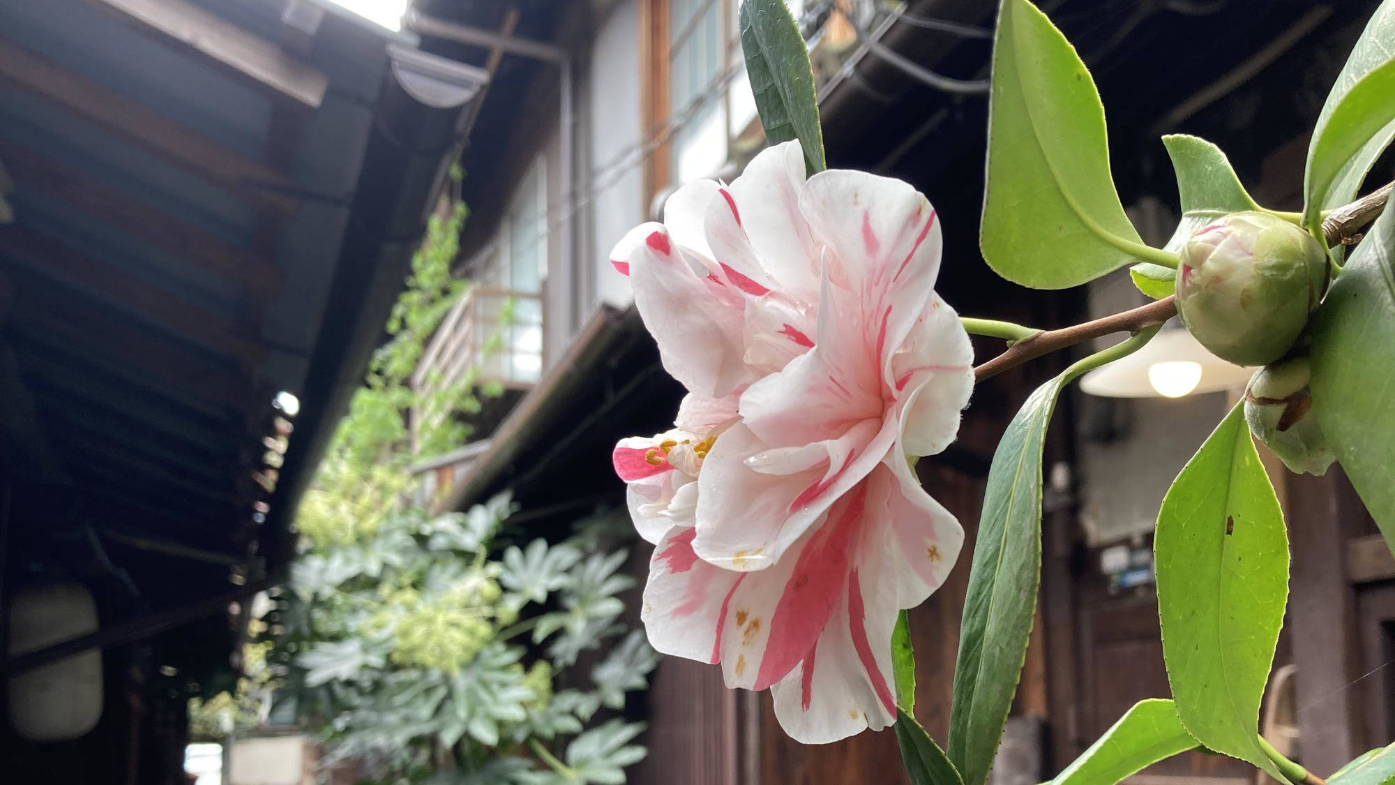 ・【外観】白とピンクの可愛らしい椿。鮮やかな色が京都の街並みに映えます