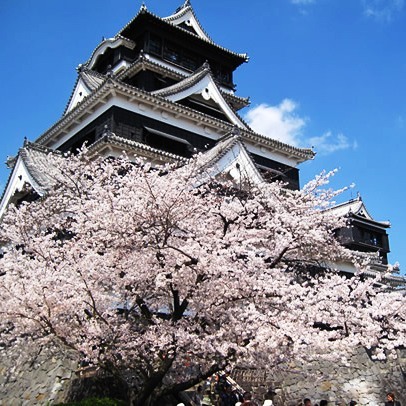熊本城桜