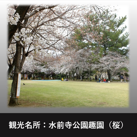水前寺公園趣園の桜♪