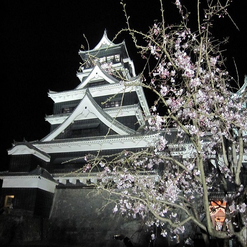 熊本城夜桜