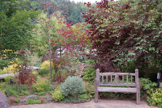 赤いリーフのある庭