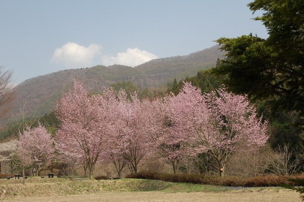 桜の咲く山里