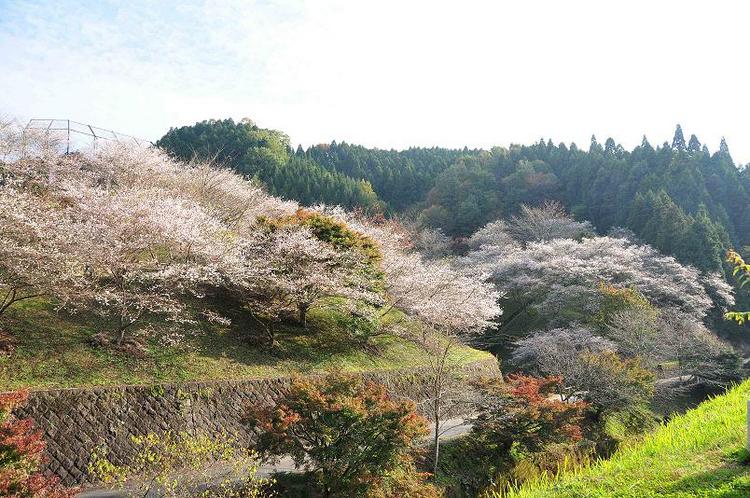 小原四季桜2