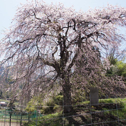 *周辺景観（春）