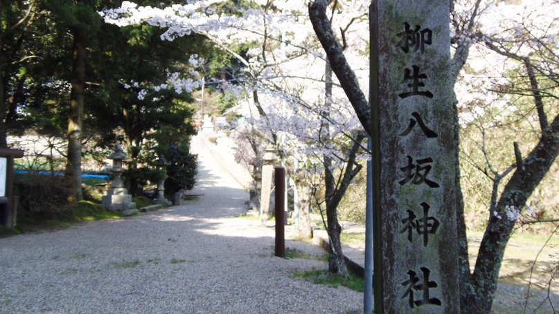 *八坂神社桜