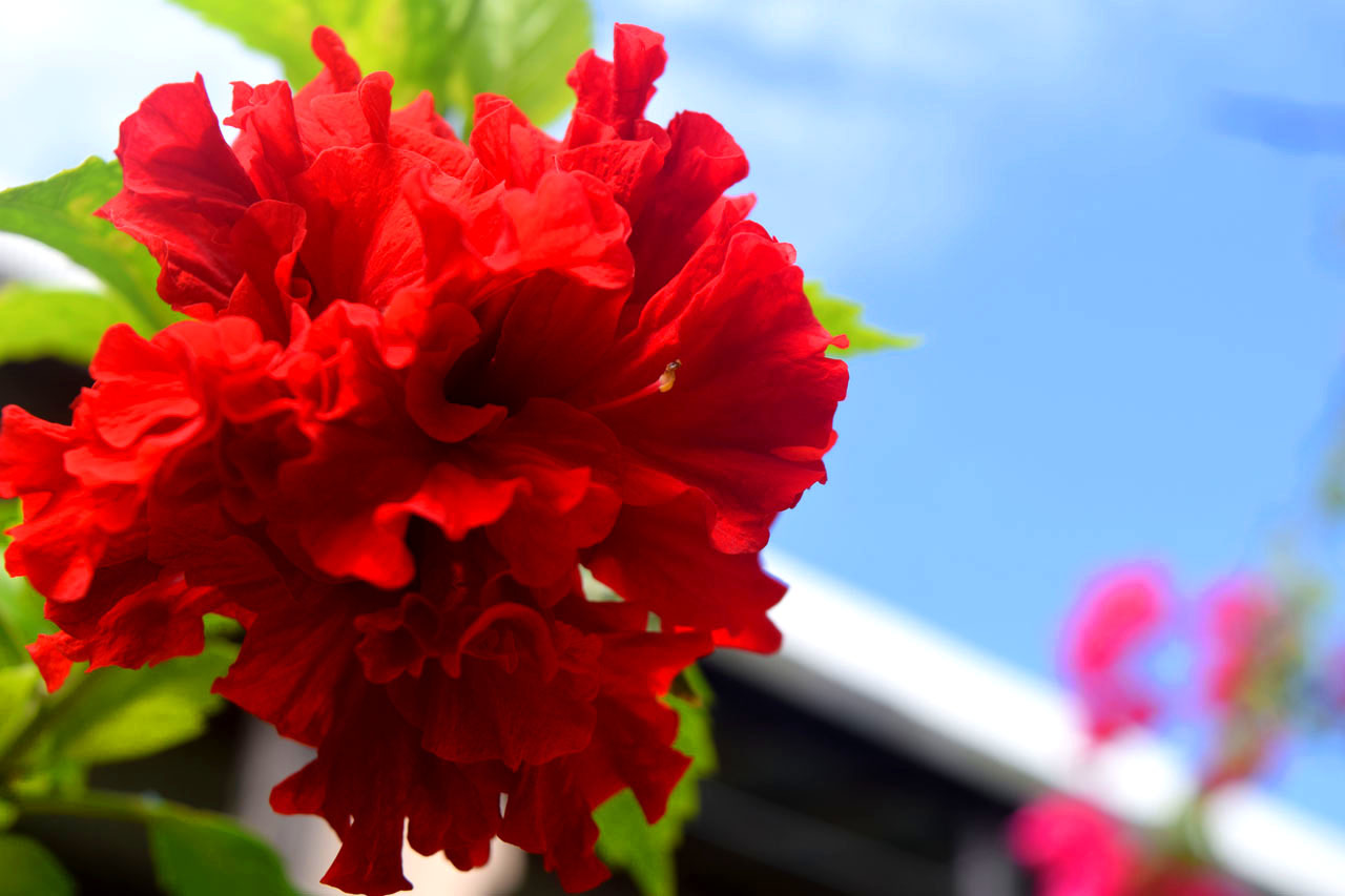 Beach Land Lodge <Yoronjima> Image 5, Amamioshima, Japan
