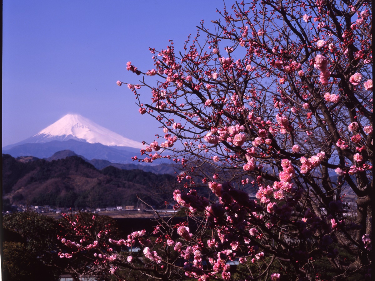 【景観】大仁ホテルからの富士山