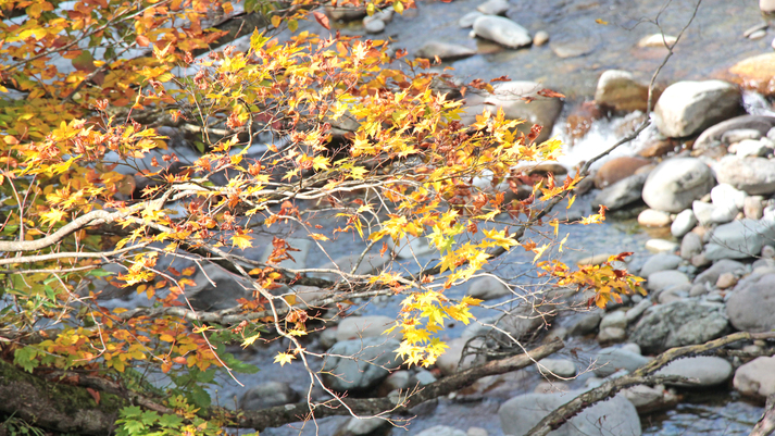 【紅葉】