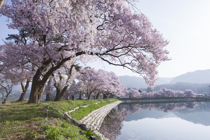 桜名所「六道堤」