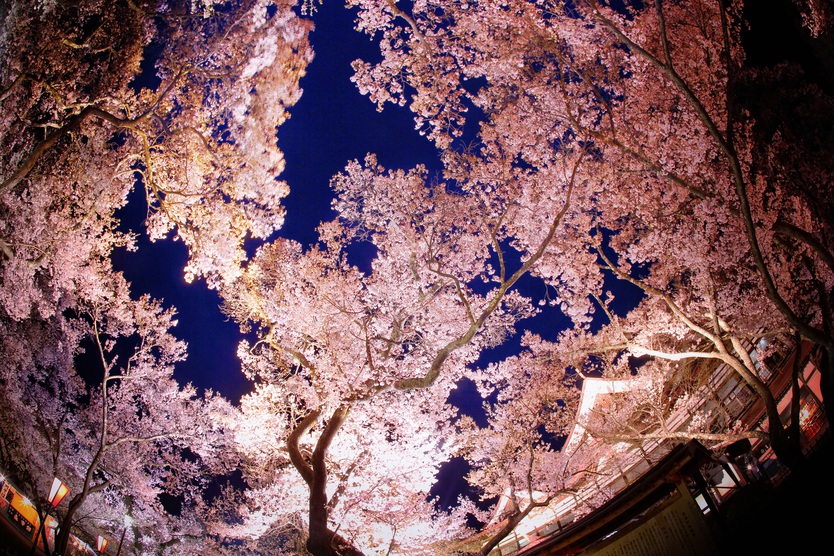 桜が作るハートを見つけて♪