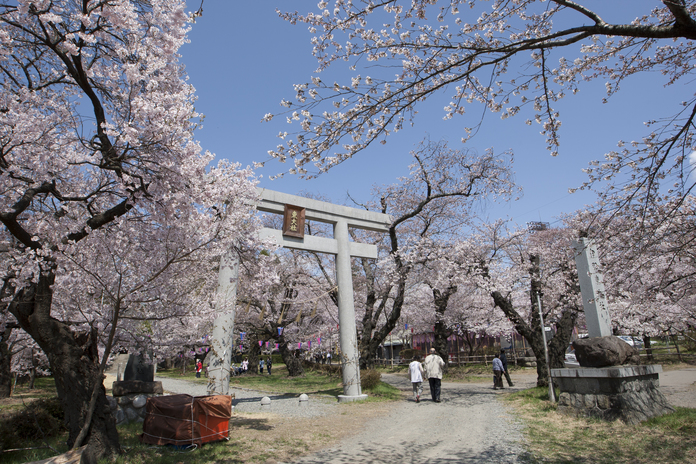 桜名所「伊那公園」