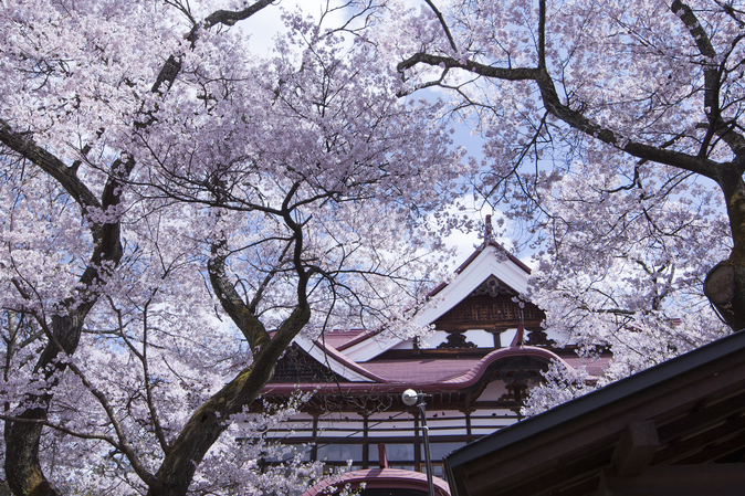 高遠城址公園にある「高遠閣」の桜