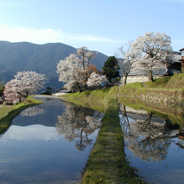 三多気の桜