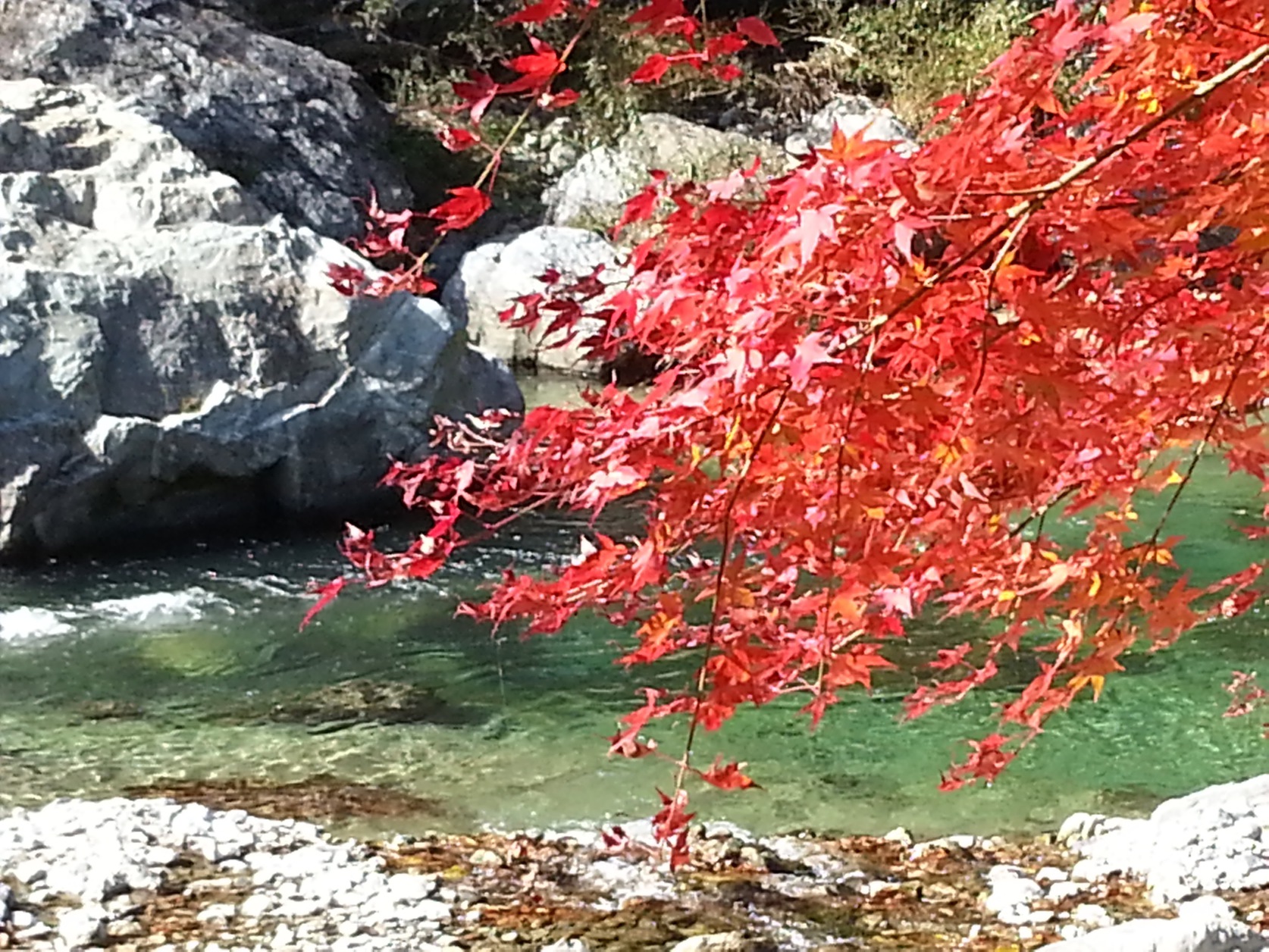紅葉と川