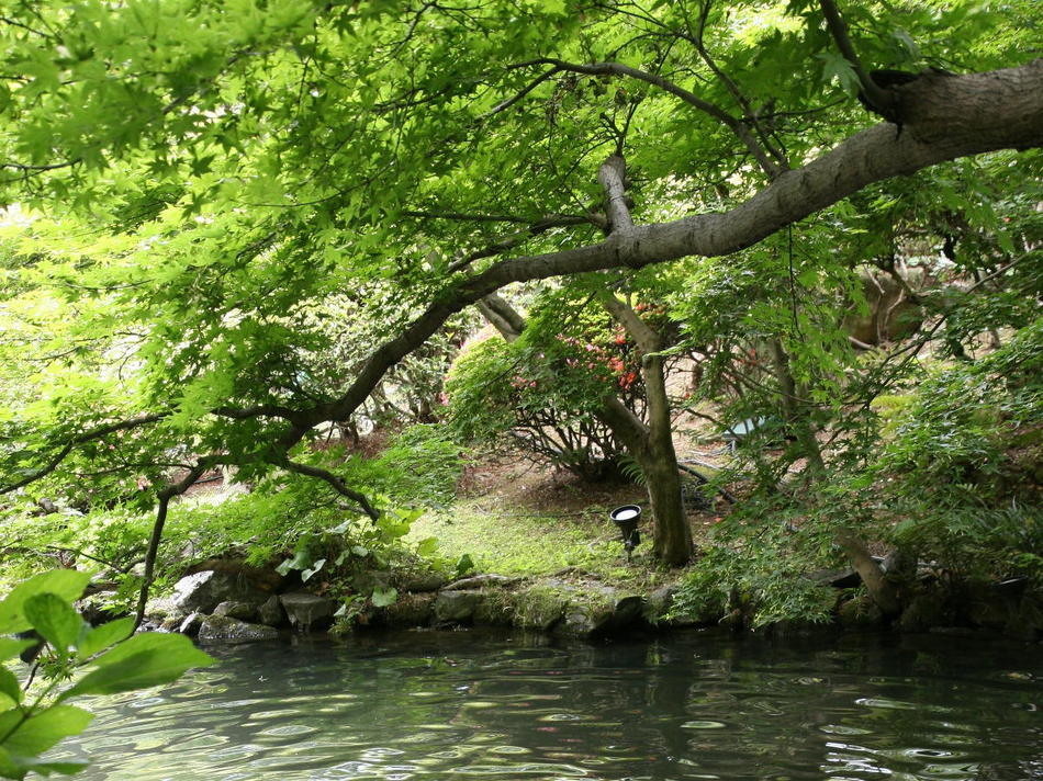 日本庭園（夏）