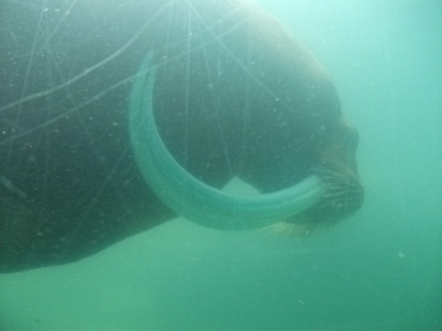 鴨川シーワールドセイウチ？水槽内部ど迫力！