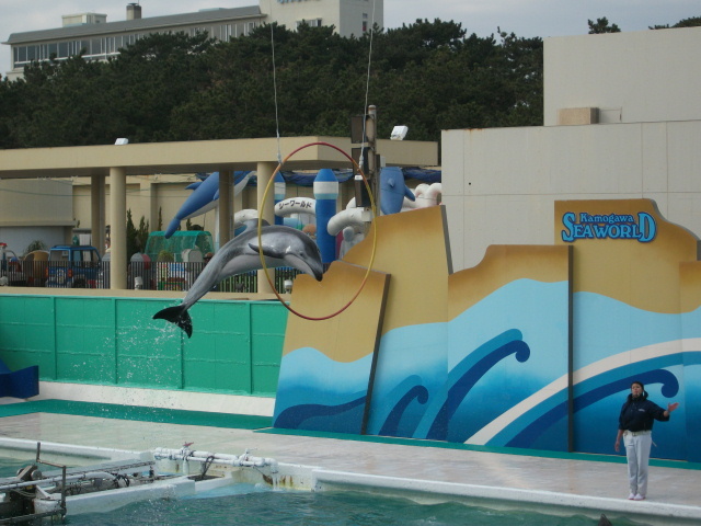 鴨川シーワルドイルカショー