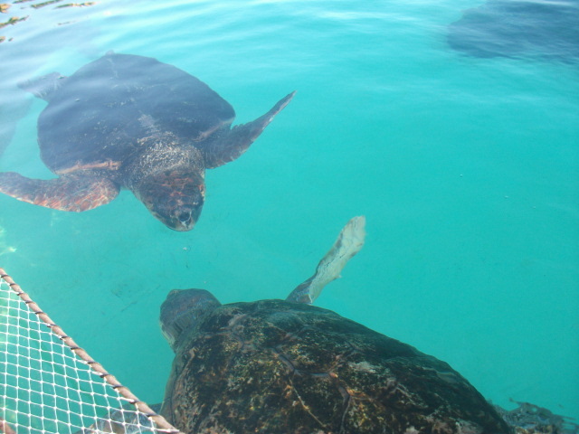 鴨川シーワールド亀