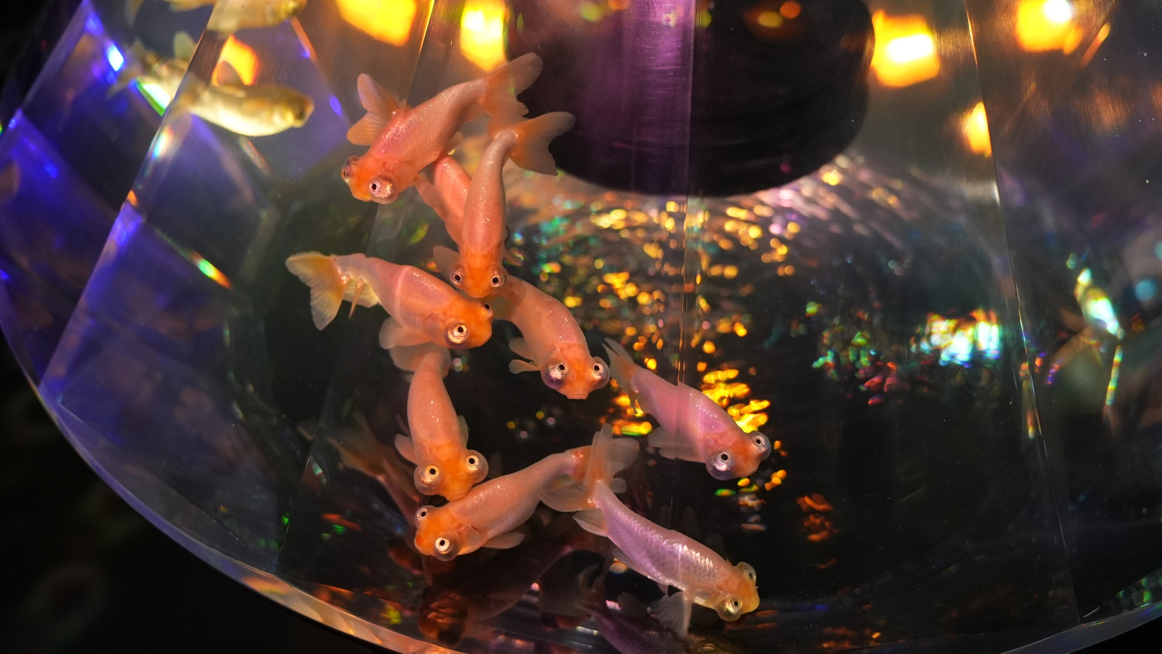 【おすすめ観光地奈良金魚ミュージアム】展示されている金魚の種類にも注目！