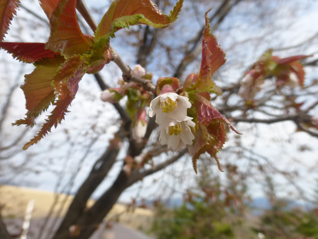 レア・メモリーの前庭のタカネザクラが咲きました