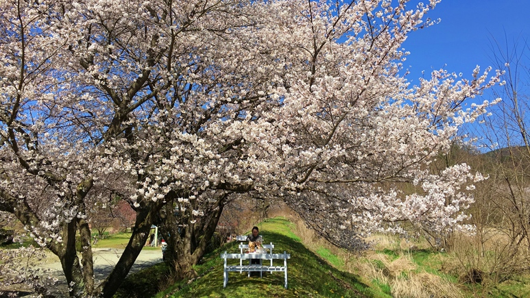 【施設】川沿いの桜並木が満開！春の様子