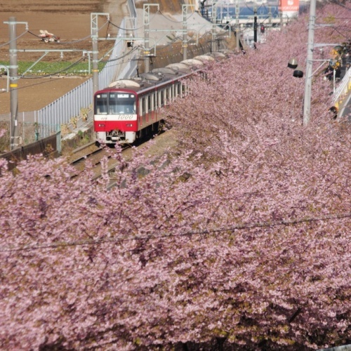 河津桜と京急2月