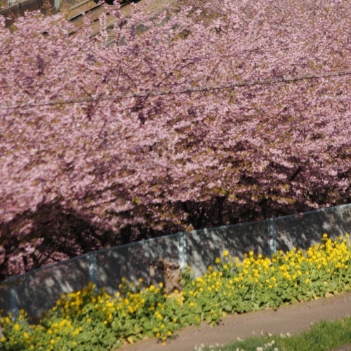 河津桜と菜の花2月