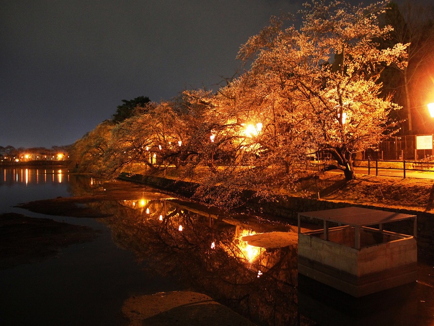 【春】五百淵公園夜桜