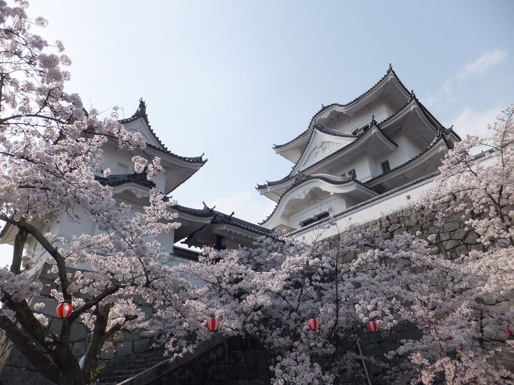 【春】二本松霞ヶ城桜