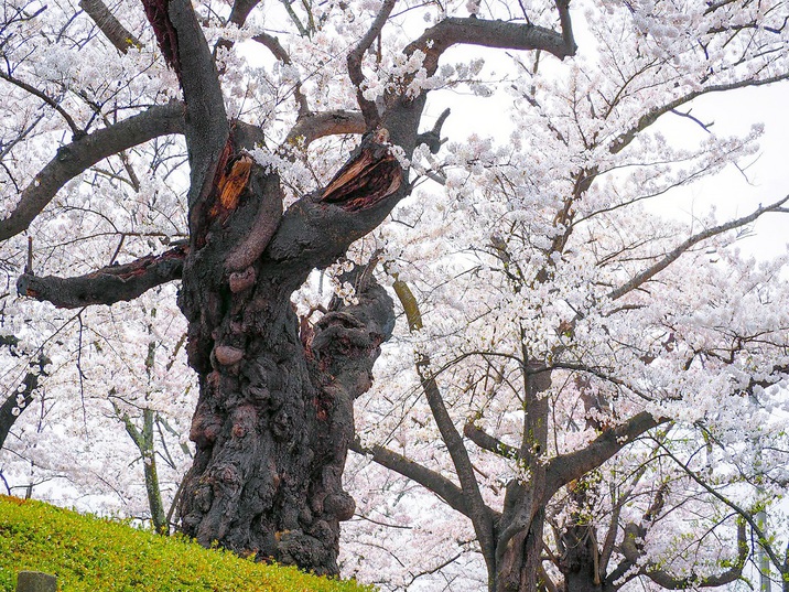 【春】開成山公園日本最古級のソメイヨシノ