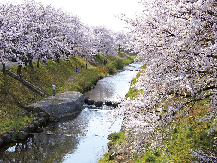 【春】藤田川ふれあい桜