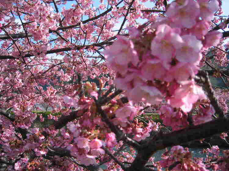 河津桜