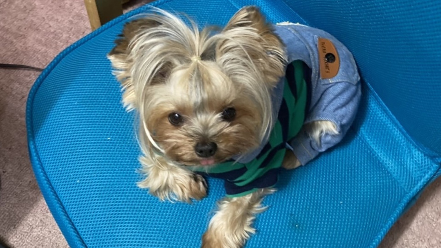 *【看板犬ミミちゃん】ちょこんと舌を出す仕草も、かわいいしょう？
