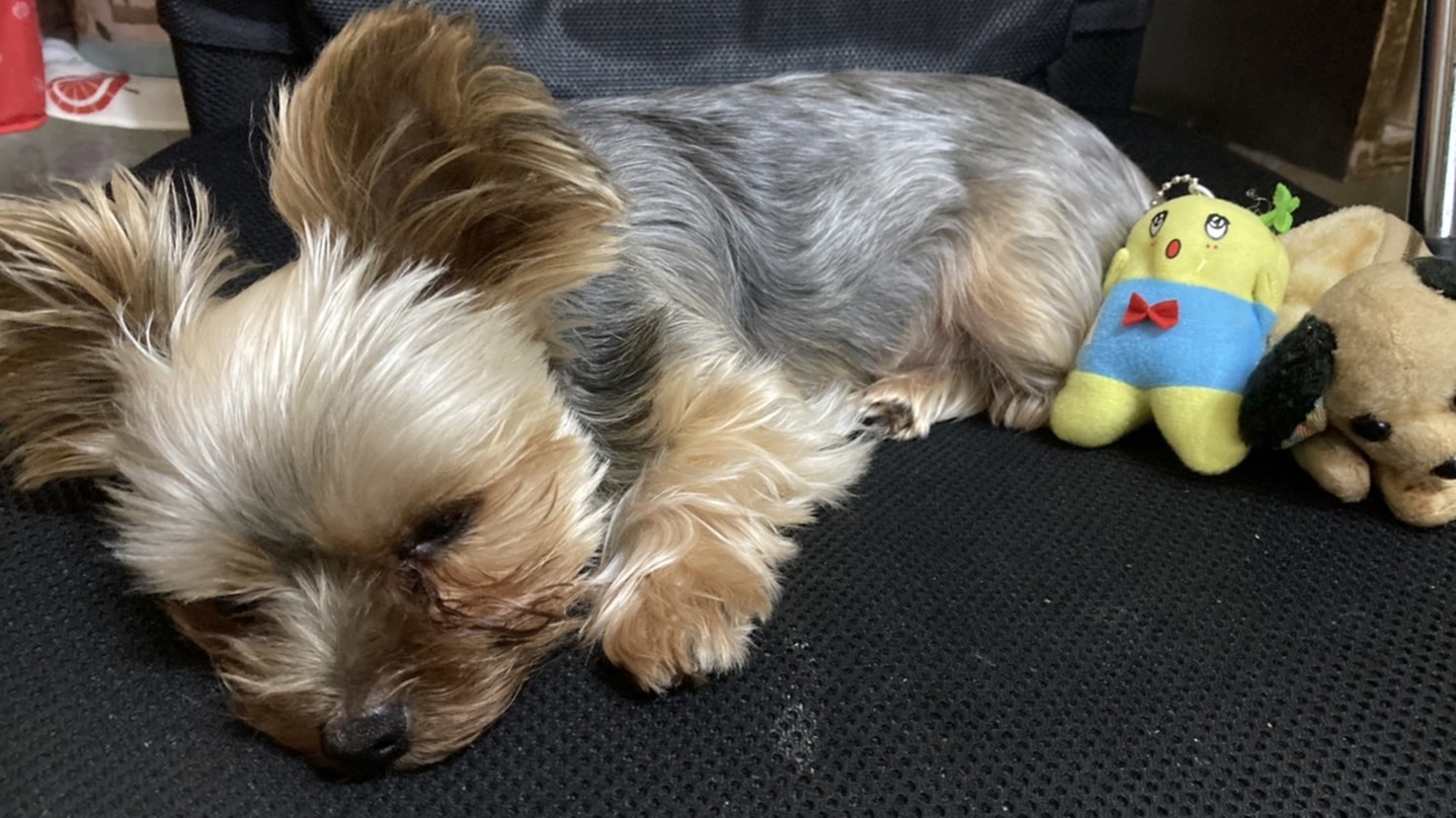 *【看板犬ミミちゃん】たくさん走り回ったから…;ちょっとウトウト。。。お友達のぬいぐるみはいつも一緒。