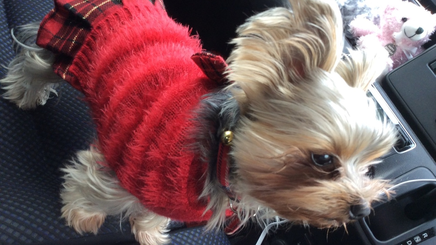 *【看板犬ミミちゃん】みなさんも安来市ドライブはいかが？たくさん安来市を観光していってくださいね♪