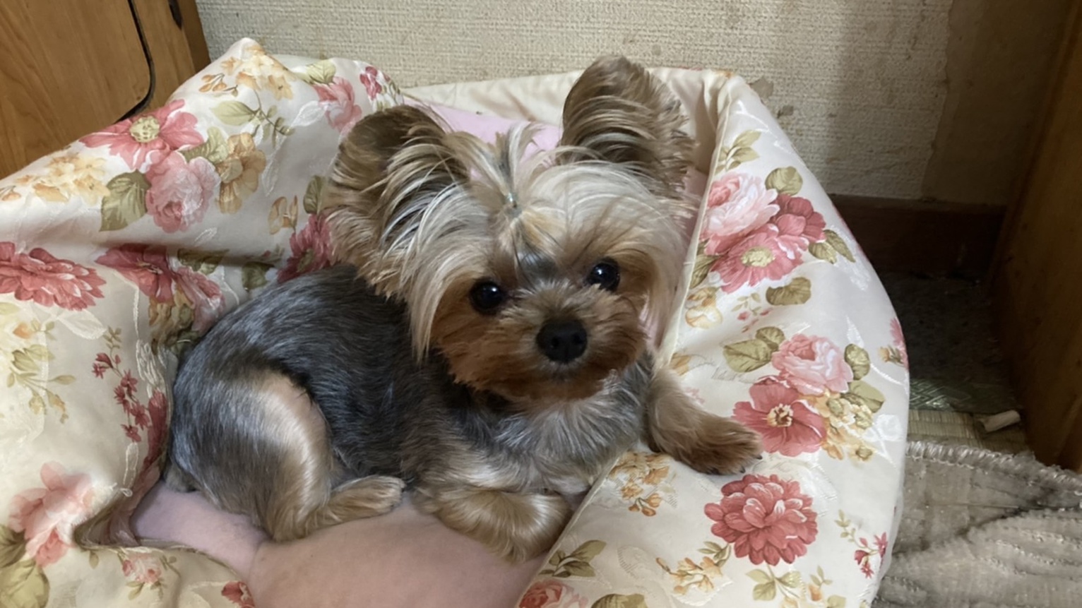 *【看板犬ミミちゃん】こんにちは〜♪みんなのアイドルミミです