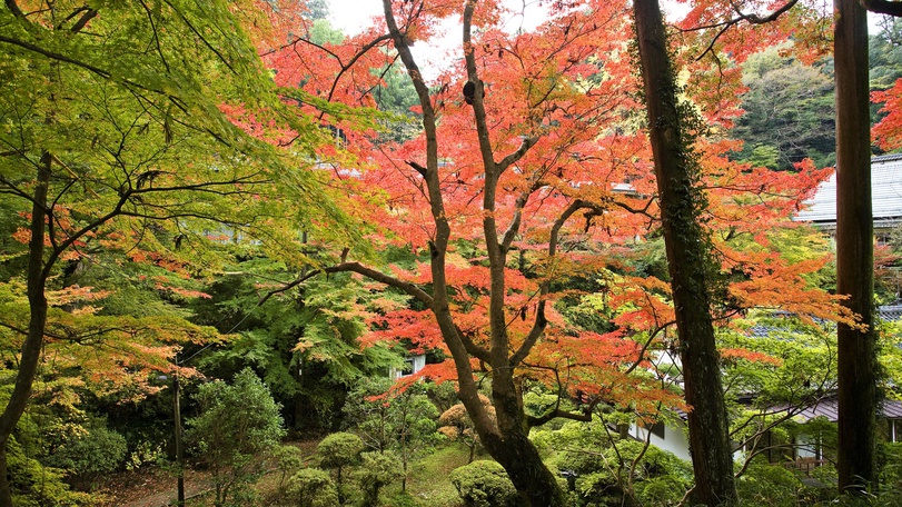 *【清水寺】山・谷・森をたくにみ利用し、春の桜、ツツジ、秋の紅葉、冬の雪景と美しい色彩を…;。