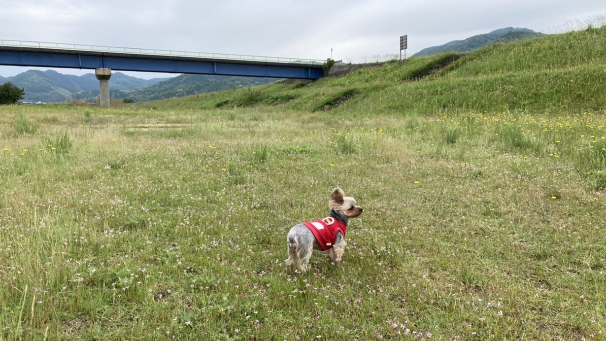 *【看板犬ミミちゃん】自然の中を走り回ったりしているの。みなさんも温泉に自然に癒されてくださいね。
