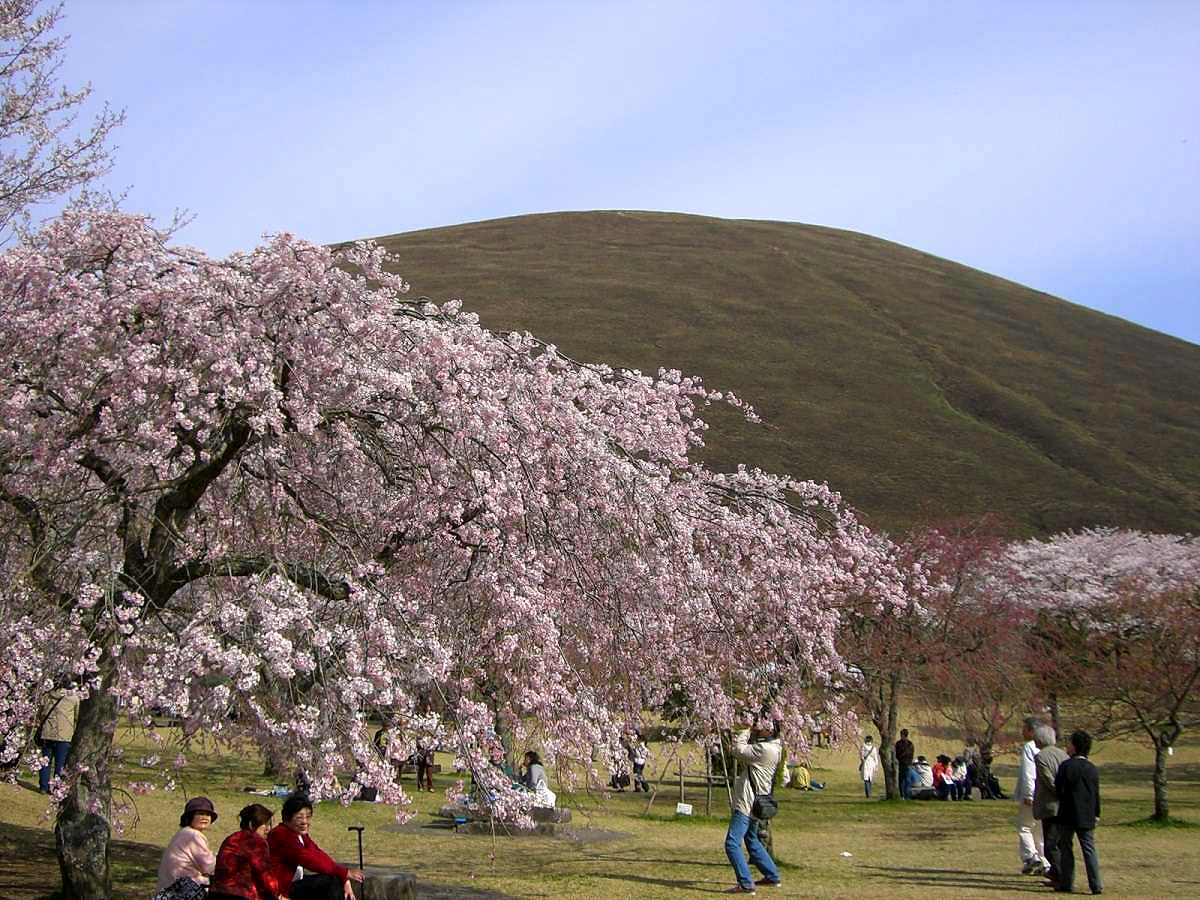 見事な桜をワンちゃんと散策できるさくらの里