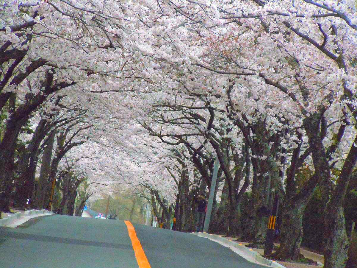 桜のトンネル伊豆高原桜並木(当館から車で５分)