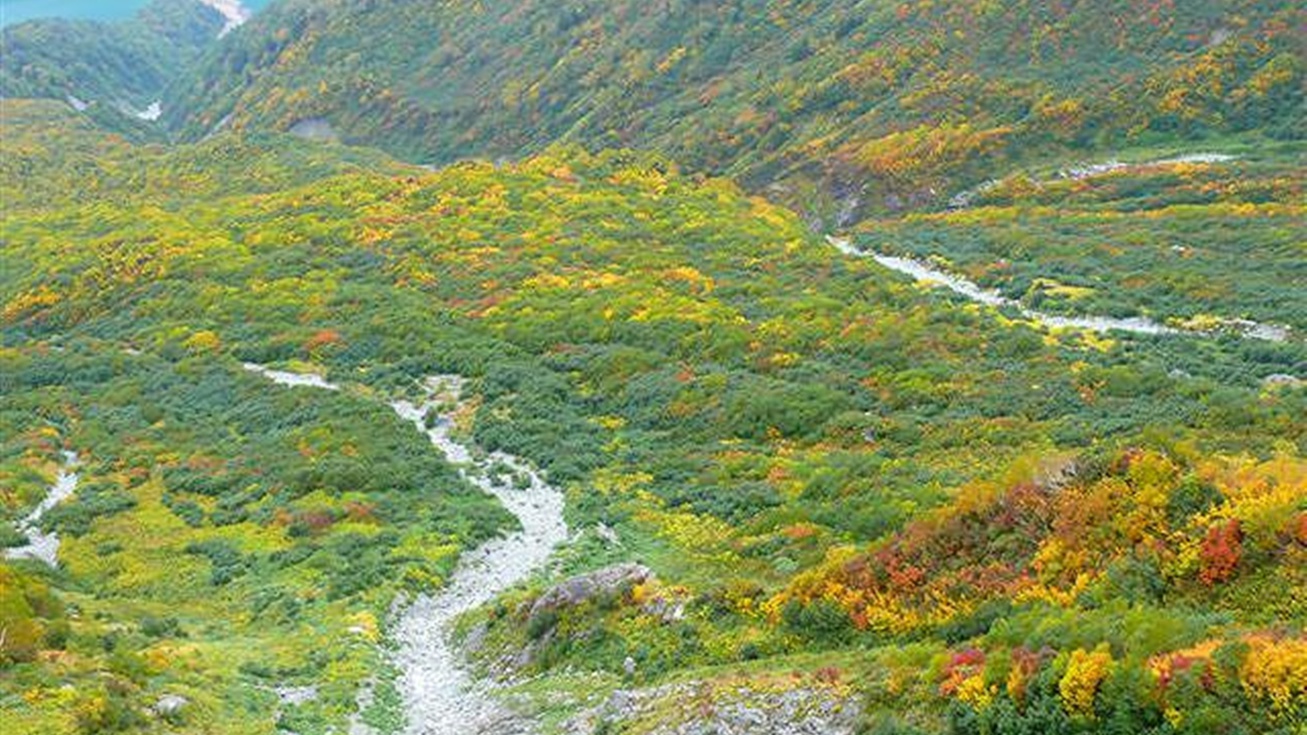 *周辺／紅葉の立山黒部アルペンルート。散策も楽しくなります。