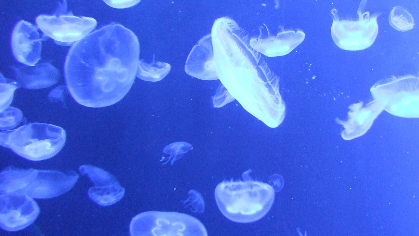 *【周辺観光】クラゲ展示数世界一でメディアにも取り上げられている「加茂水族館」