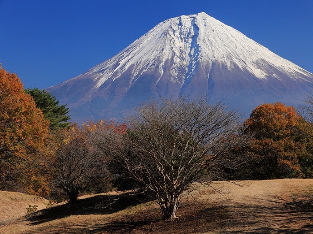 【朝霧高原】ホテルから車で約30分。晩秋の朝霧高原からみる冠雪の富士山はとてもきれいです♪