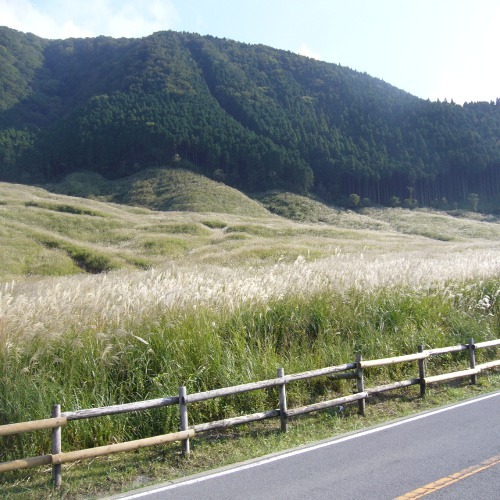 仙石原ススキ野③
