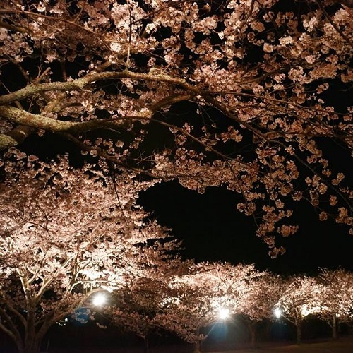 一戦場公園の夜桜