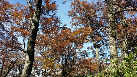 氷ノ山紅葉