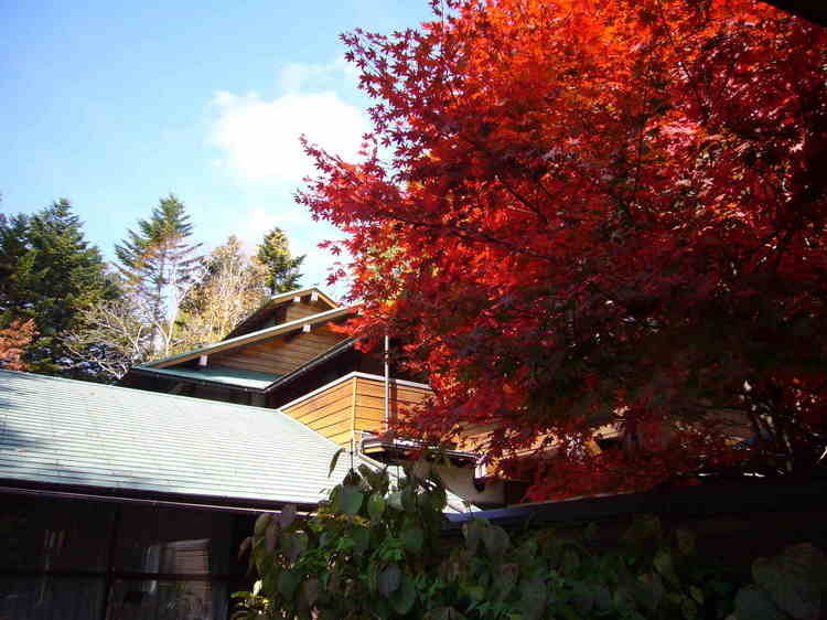 紅葉のフォーレスト