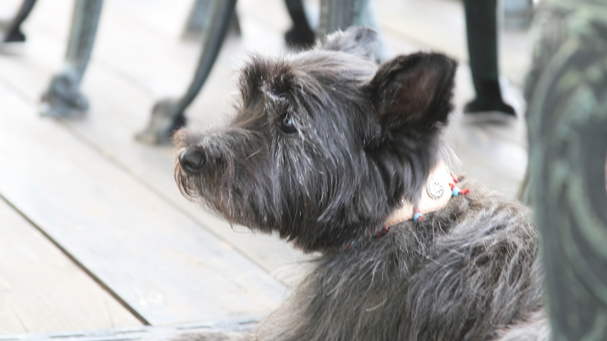 *当館ならペットと同泊OK！ぜひお越しください！